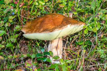 Boletus in the Polish forest.