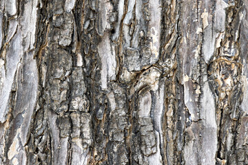 Tree blank wood texture vintage background for design and decoration.