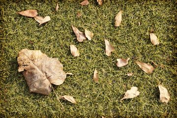 Dry leaves on the lawn or grass.Concept Sadness, loneliness and death.