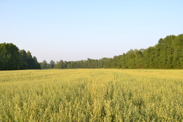 Fototapeta premium nature clouds grass field siberia beauty summer