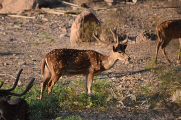 Zoo in Hyderabad