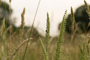 Wild grass in the forest at sunset. Macro image, shallow depth of field. Abstract summer nature background.