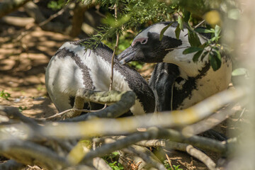 Two African Penguins preening each other