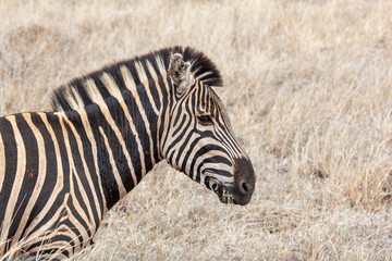 Fototapeta na wymiar Zebra head shot