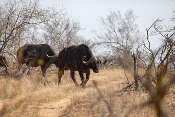 Buffalo walking through African bush