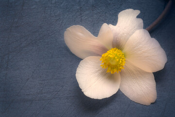 Fototapeta na wymiar Snowdrop anemone windflower (Anemone sylvestris). White spring forest flower on gray wooden background. Close-up