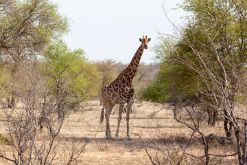 Giraffe standing and full body