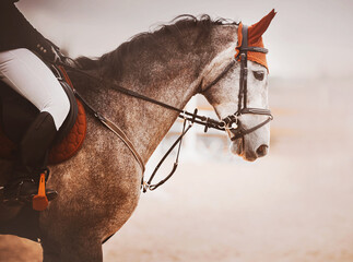 A beautiful horse with a rider in the saddle gallops through the arena in the early bright morning....