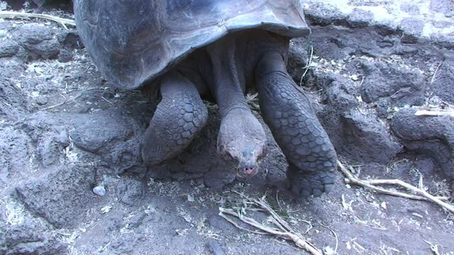 Giant Old Endemic Tortoise Huge Aldabra Walking Towards Camera Through Foliage in the North Seymour Darwin Galapagos Islands in Search for food. Wildlife of the Pacific Ocean.