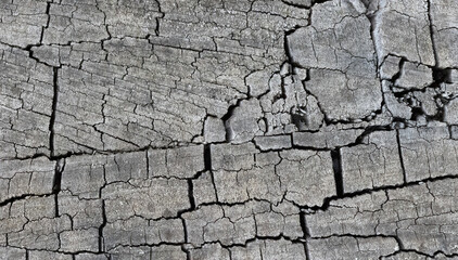 cut tree ideal for backgrounds