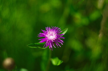 beautiful pink greater knapweed flower growing wild in the field