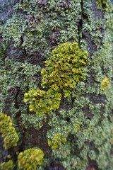Close shot of lime yellow and mint green lichens on wet tree bark
