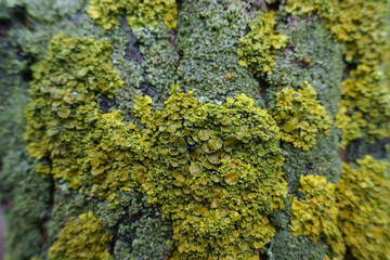 Closeup of lime yellow and mint green lichens on wet tree bark