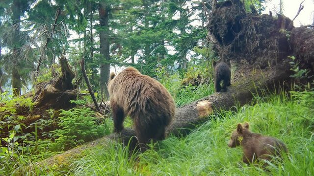 Mother brown bear, ursus arctos, and her cubs walking across an old-growth forest with fallen trees. Family of wild animals with brown fur migrating in green summer nature.