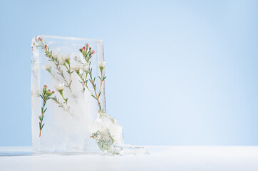 Blooming white sakura flowers frozen with green leaves in transparent ice rectangle block in sun...