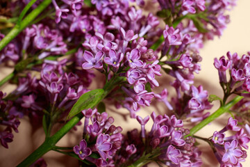 Beautiful branch lilac on a beige background for a postcard or a spring sale.