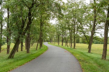 Tree Lined Road in Summer
