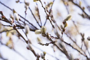 spring shoots on salix branches