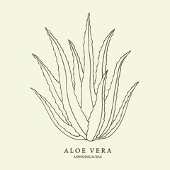 Aloe vera hand drawn illustration. Botanical design for organic cosmetics, medicine - obrazy, fototapety, plakaty
