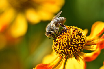 Biene auf einer Zinnie