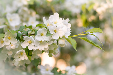 apple tree branch in bloom 2