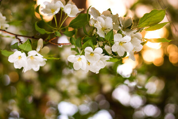 apple tree branch in bloom 1