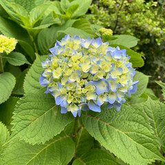 「あじさい」写真