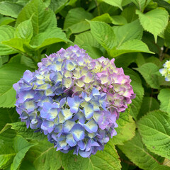「あじさい」写真