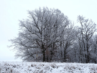 Winterstimmung am Waldrand