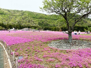 「富士芝桜」写真