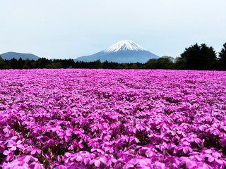 「富士芝桜」写真