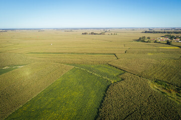 Aerial view of the maize and soybean field from drone