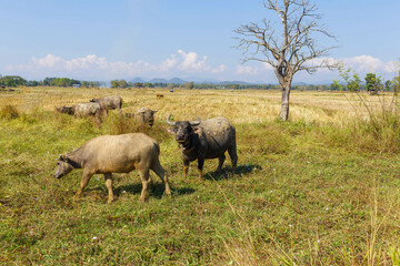 Many Thai buffaloes are eating grass in grass fields