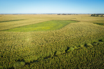 Fototapeta na wymiar Aerial view of the maize and soybean field from drone