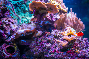 Beautiful aquarium with different types of fish and corals in the neon light in Prague, Czech republic