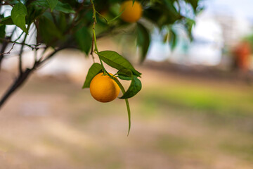 Ripe fruits of an orange tree hanging on branches among green foliage on a blurred background. Selective focus