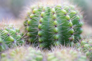 Textures and forms a green tree with thorns.