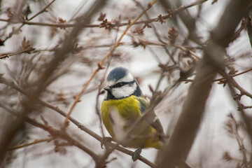 Eurasian blue tit on a branch