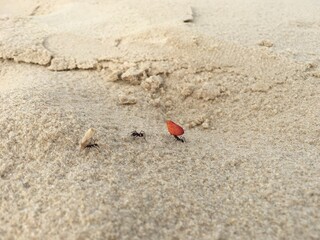 sand castle on the beach
