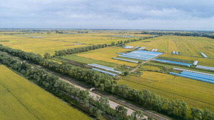 Aerial view of the rice field from drone