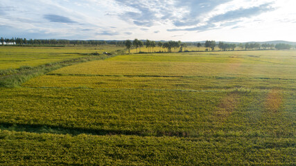 Fototapeta na wymiar Aerial view of the rice field from drone