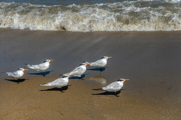 Birds on the waterfront
