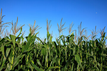 Obraz premium Green maize crop in growth at farm