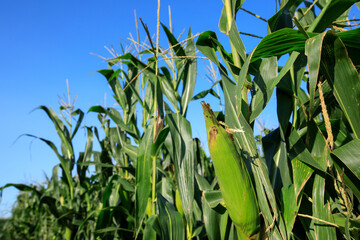 Green maize crop in growth at farm
