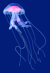 Jigling jellyfish pictures, tentakel, dangerous, art.illuistration, vector