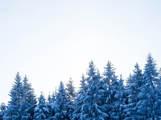 Winter forest on a frosty day, trees covered with snow