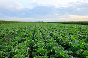 Chinese cabbage crops growing at field