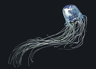 Box jellyfish pictures, dangerous, tentakel, art.illustration, vector - obrazy, fototapety, plakaty