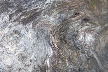 Real rough textures from nature great for background