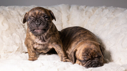 Obraz premium Französische Bulldogge - Welpen